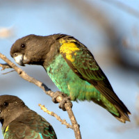 Meyer's Parrot
